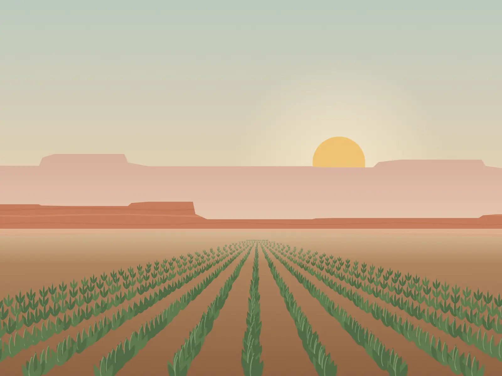 Rows of young hemp plants in a high desert valley at sunrise